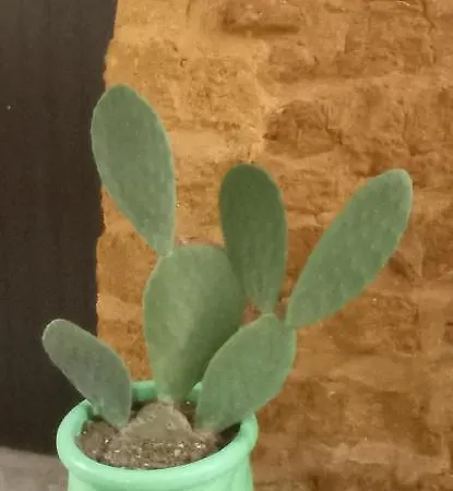 Cortile Baronello Maison d'hôtes