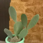 Cortile Baronello Guest house