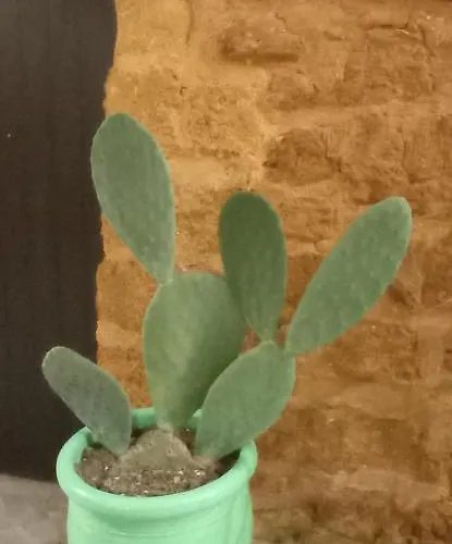 Cortile Baronello Guest house